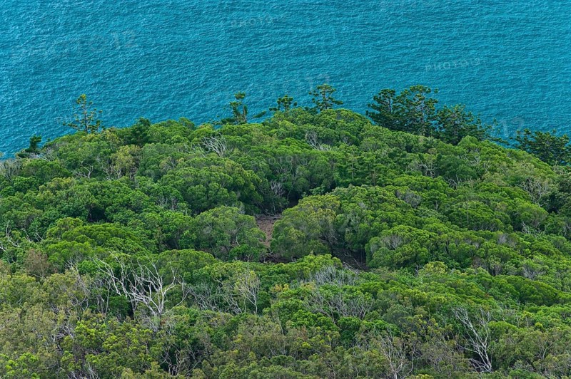 Eucalyptus forest on Hamilton Island, Whitsunday Islands, island, sea, coast, coastline, Pacific, rainforest, tropical forest, Australia, Oceania