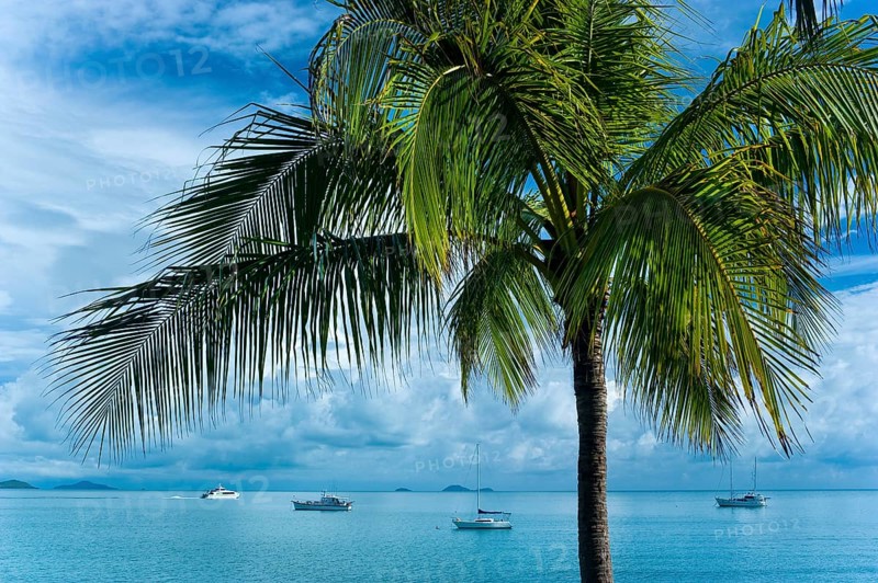 Bay with palm tree, sailing ships, travel, holiday, sea, tropics, nice weather, Arlie Beach, Queensland, Australia, Oceania