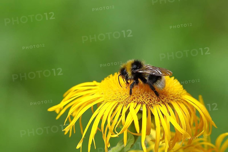 Common carder-bee (Bombus pascuorum), collecting pollen on a yellow flower of a Greater great telekie (Telekia speciosa), Wilden, North Rhine-Westphalia, Germany, Europe