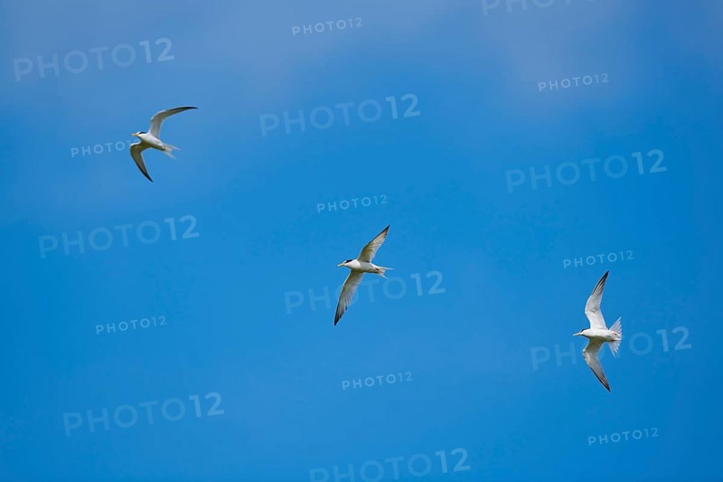 Little terns (Sternula albifrons) flying in the sky, Camargue, France, Europe