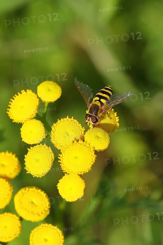 Tansy (Tanacetum vulgare), close-up of a flower with a hoverfly (Episyrphus balteatus), North Rhine-Westphalia, Germany, Europe
