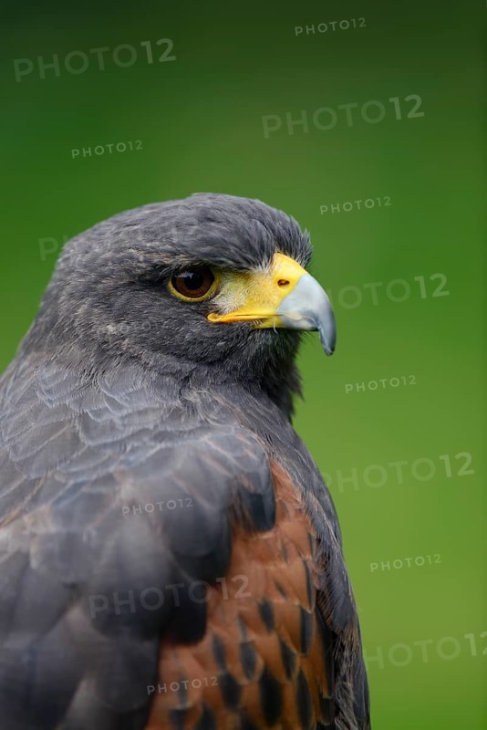 Harris's hawk (Parabuteo unicinctus), portrait, captive, occurring in North America and Central America
