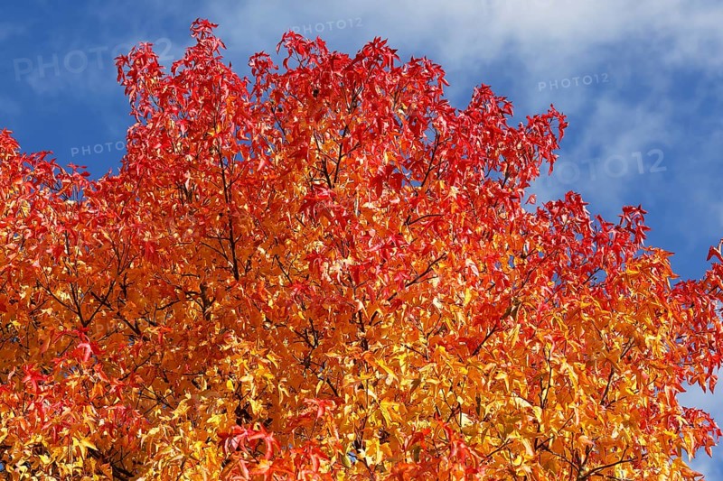 American sweetgum (Liquidambar styraciflua) in colourful autumn colours, Schleswig-Holstein, Germany, Europe
