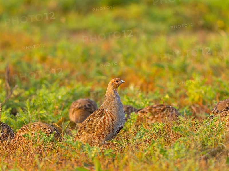 Gray partridges (Perdix perdix), family group (chain) on a fallow land, Solms, Hesse, Germany, Europe