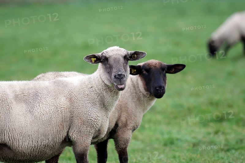 Sheep (Ovis), black-headed sheep, portrait, wool, pasture, domestic animal, Germany, Two sheep are looking directly into the camera. One sheep has stuck out its tongue, Europe
