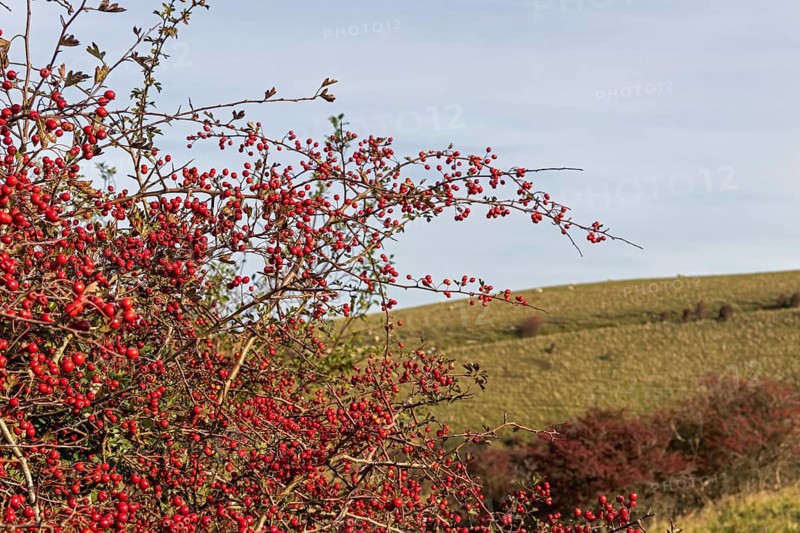 Red berries, hawthorn (Crataegus), Truleigh Hill, Shoreham by Sea, South Downs, West Sussex, England, Great Britain
