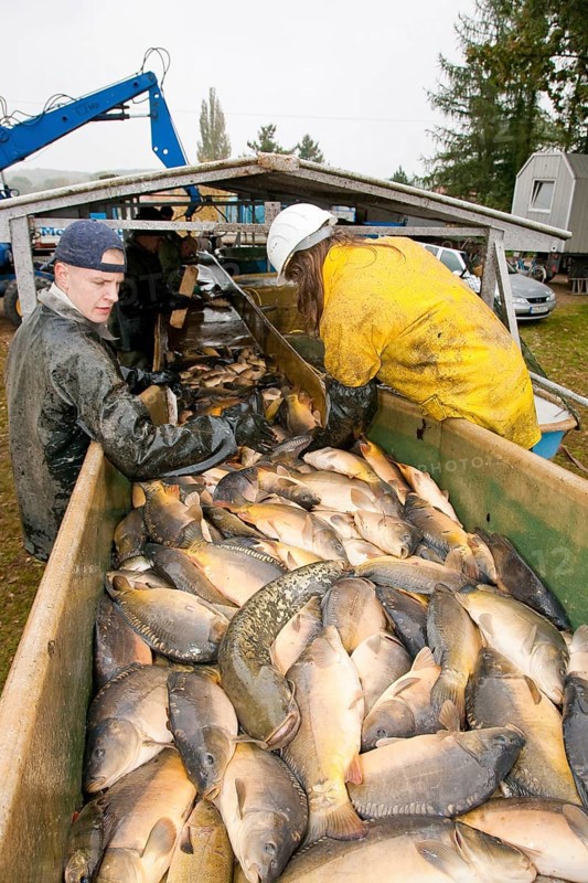 Fishing of the large pond in Bärnsdorf