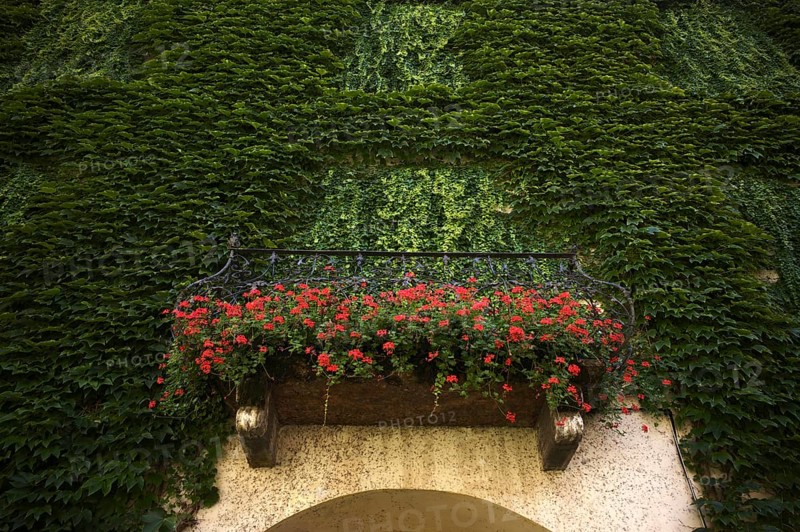Balcony overgrown with ivy, Abbey courtyard, Augustinian Canons' Monastery, Neustift Monastery, also Abbey, Vahrn near Bressanone, Bressanone, South Tyrol, Italy, Europe