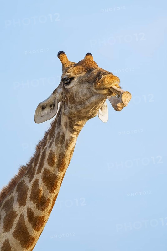 Giraffe (Giraffa camelopardalis) chewing licking on an animal bone. Etosha National Park, Namibia, Africa