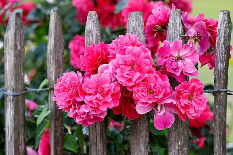 Flowering pink roses (Rosa) on a picket fence in a cottage garden, rose blossom, Schleswig-Holstein, Germany, Europe