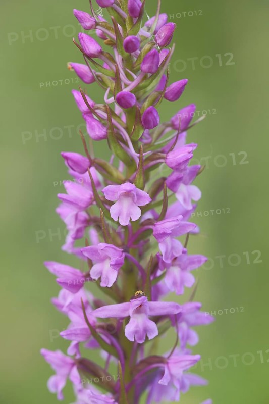 Greater early purple orchid (Orchis mascula), detail, flowers, orchids, orchid, Reichenbacher Kalkberge, Reichenbach, Hessisch Lichtenau, Frau-Holle-Land, Hesse, Germany, Europe