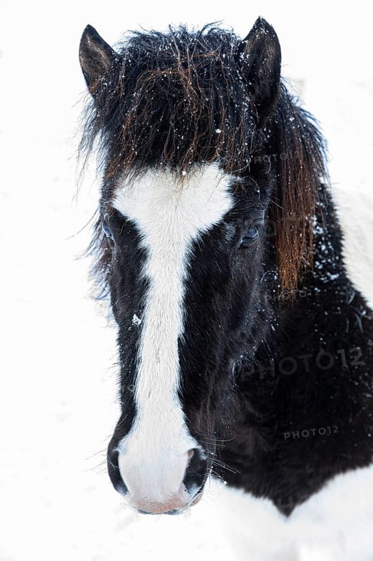 Black and white spotted Icelandic horse (Equuus ferus caballus), portrait, Northern Iceland Eyestra, Iceland, Europe