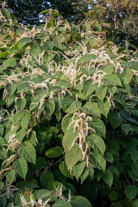 Flowering Japanese Knotweed (Fallopia Japonica), an invasive piece in Abbekås, Skurup Municipality, Scania Sweden, Scandinavia