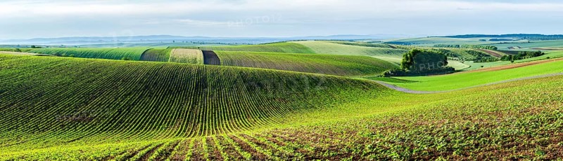 Panorama of Moravian rolling landscape with trees. Moravia, Czech Republic, Europe