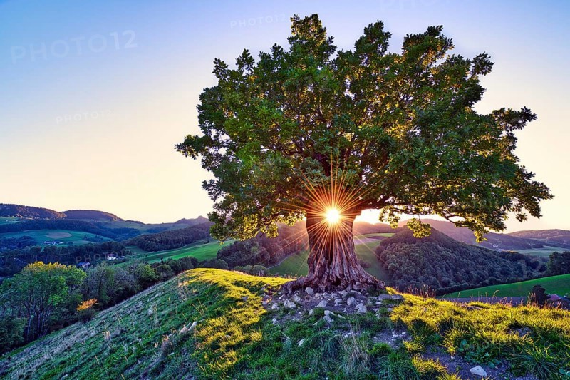 Oak tree (Quercus) with sun star at sunset, Swiss Jura Mountains, Canton Basel-Landschaft, Switzerland, Europe