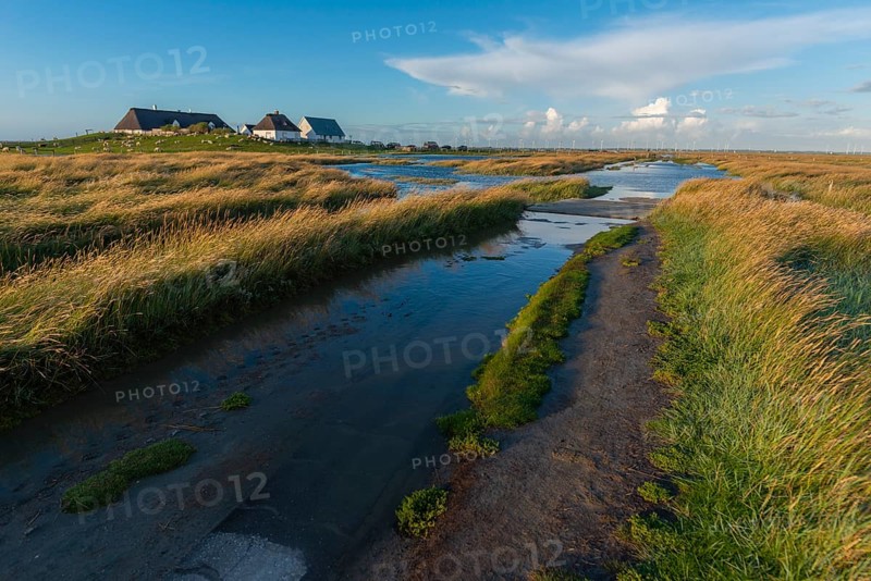 Hamburger Hallig, Reußenköge, North Frisia, dwelling mound, reed houses, grasses, sheep, evening light, blue sky, Schleswig-Holstein, North Germany, Germany, Europe
