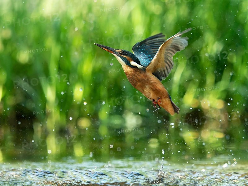 Common kingfisher (Alcedo atthis) unsuccessful fishing kingfisher flies up out of the water after hunting, North Rhine-Westphalia, Germany, Europe
