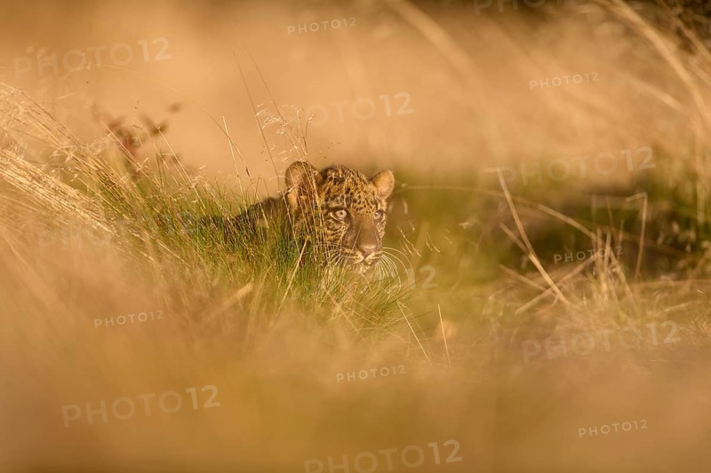Indian leopard (Panthera pardus fusca), young animal on meadow