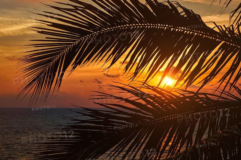 Beach vacation romantic holidays background, ocean sunset visible through palm leaves. Varkala, Kerala, India, Asia