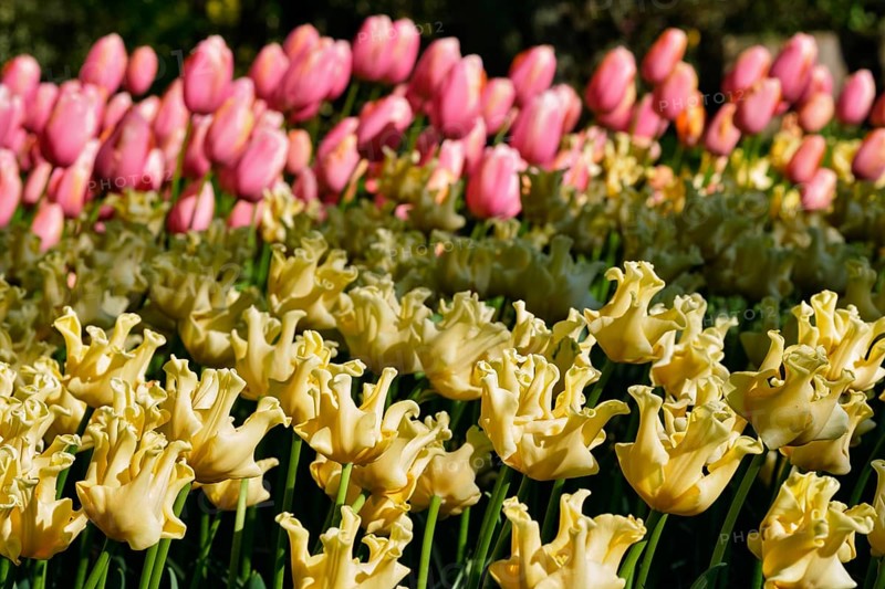 Blooming yellow tulips flowerbed in Keukenhof flower garden, also known as the Garden of Europe, one of the world largest flower gardens and popular tourist attraction. Lisse, the Netherlands