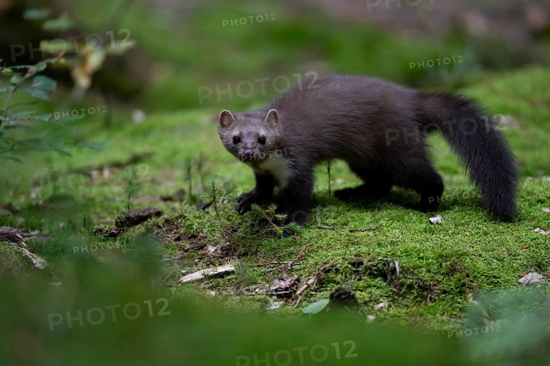 Beech marten (Martes foina), Bitburg, Rhineland-Palatinate, Germany, Europe