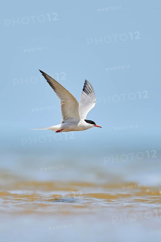 Elegant tern (Thalasseus elegans) flying in the sky above the sea, hunting, ebro delta, Catalonia, Spain, Europe