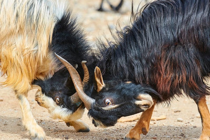 Agios Georgios, chapel, two fighting goats, close, goats (caprae), northeast of Rodopou, Rodopou peninsula, western Crete, island of Crete, Greece, Europe
