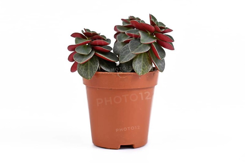 Small Peperomia Verticillata Red Log succulent house plant in plastic flower pot on white background