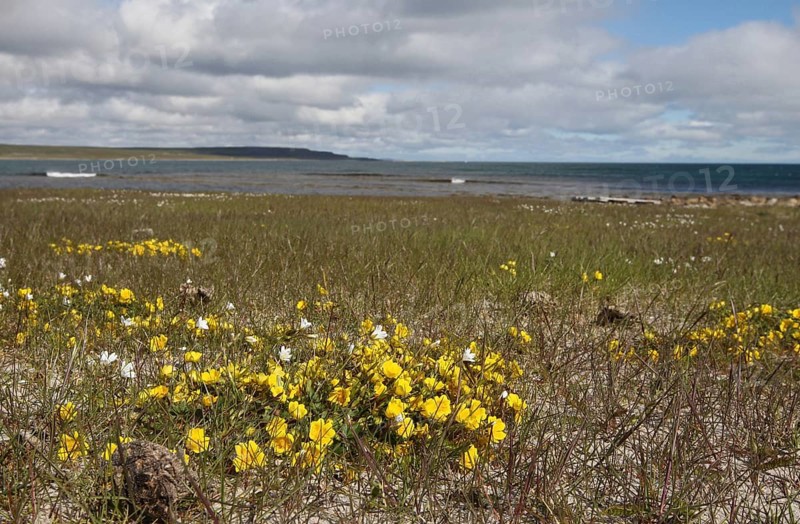 Common horn clover (Lotus corniculatu) on the shore of the Barents Sea, Lapland, Northern Norway, Norway, Scandinavia, Europe