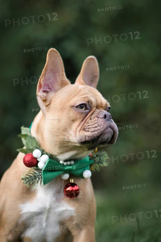 Portrait of red fawn French Bulldog dog wearing seasonal Christmas collar with green bow tie on blurry green background