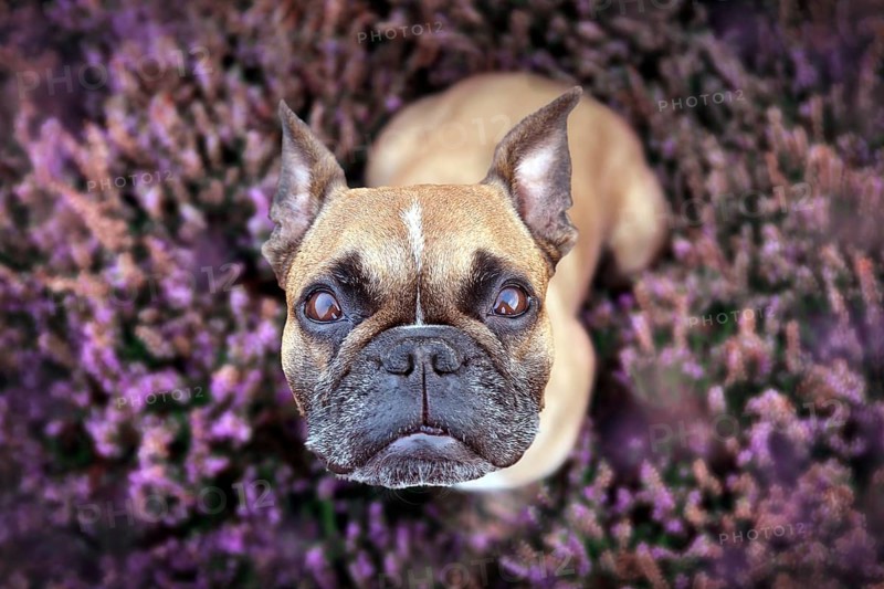 Top view of beautiful small brown French Bulldog dog sitting in a field of purple blooming heather (Calluna vulgaris) plants