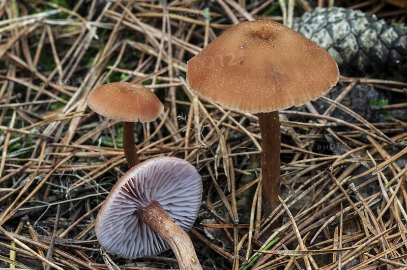Scurfy deceiver toadstools (Laccaria proxima) in coniferous forest in autumn