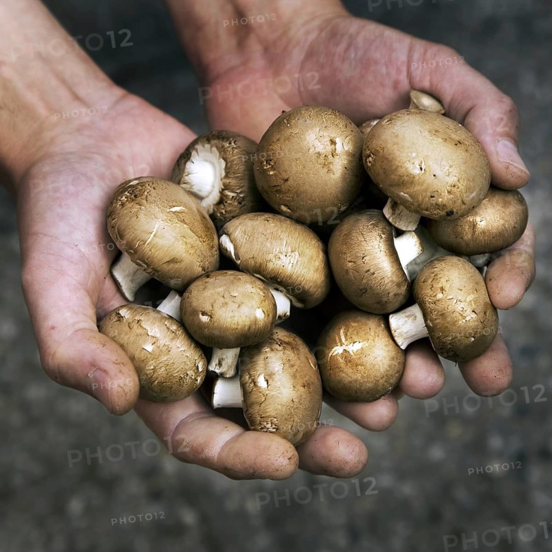 Harvested cave mushrooms, champignons held in hand, Belgium, Europe