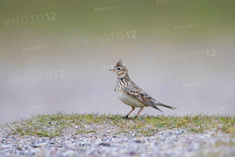 Eurasian skylark (Alauda arvensis) foraging on the ground with raised crest on head in spring