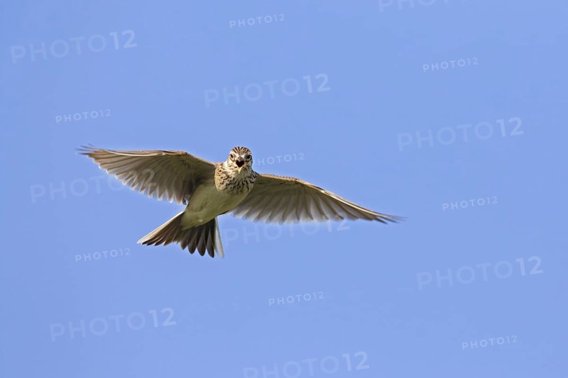 Eurasian skylark (Alauda arvensis) singing in flight against blue sky in spring