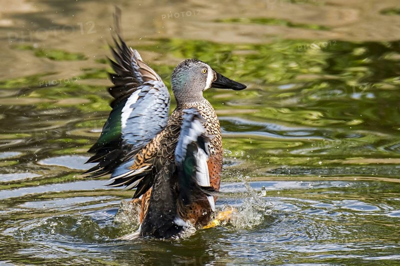 Australasian shoveler, New Zealand shoveler (Spatula rhynchotis variegata) male flapping wings in pond