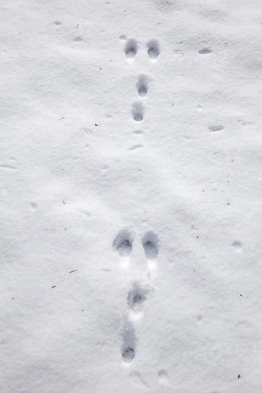 Wild rabbit (Oryctolagus cuniculus) footprints in the snow in winter, Germany, Europe
