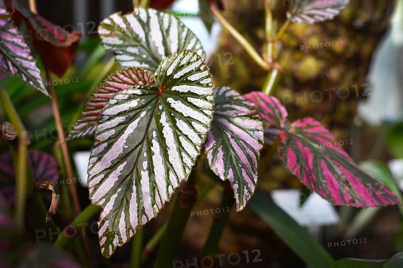 Tropical Begonia Brevirimosa house plant with pink variegation that occurs naturally and green stripes