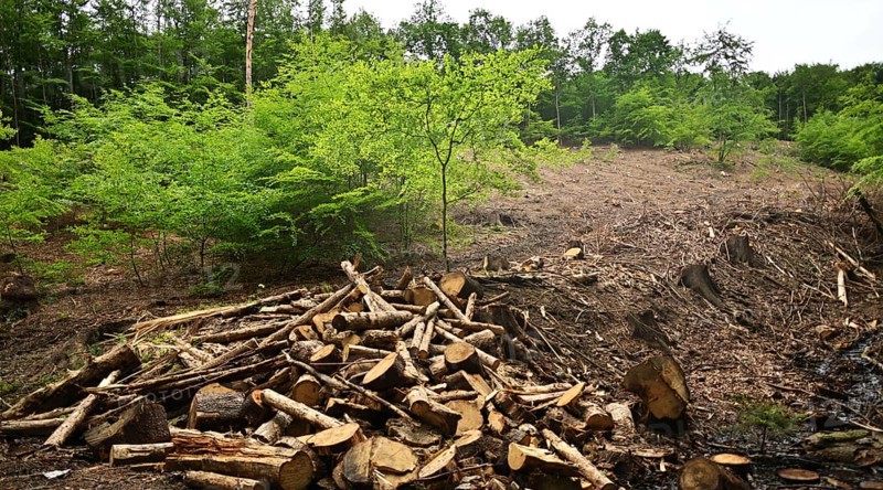 Forest damage in the Sauerland region has caused about 40 % of the spruce stand, especially in monocultures. The picture shows forest damage in May 2020, Germany, Europe