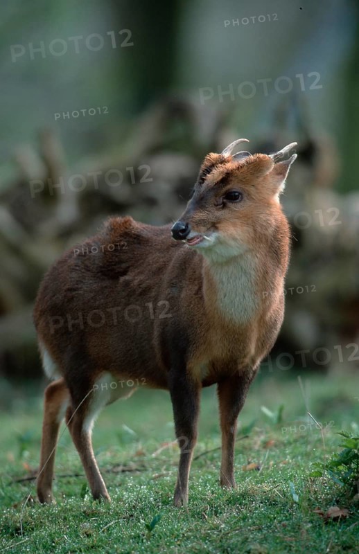 Chinese Muntjak, male (Muntiacus muntjak reevesi)