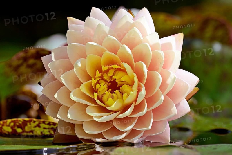 Water lily (Nymphaea), Blushing Bride variety, yellow-pink flower, North Rhine-Westphalia, Germany, Europe