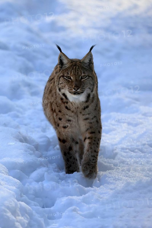 Carpathian lynx (Lynx lynx carpathicus), adult, in winter, in snow, running, alert, Bavarian Forest, Bavaria, Germany, Europe