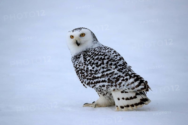 Snowy owl (Nyctea scandiaca), snowy owl, adult, alert, in the snow, foraging, in winter, Bohemian Forest, Czech Republic, Europe