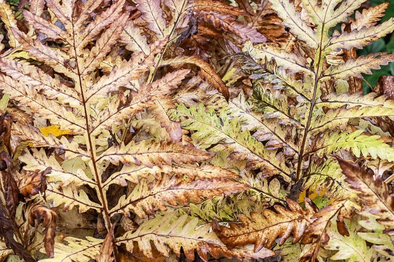 Bead fern (Onoclea sensibilis), autumn foliage, Emsland, Lower Saxony, Germany, Europe