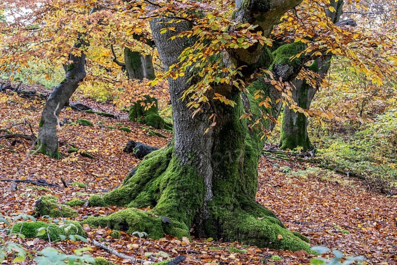 Old copper beeches (Fagus sylvatica) in the Hutewald Halloh, Hesse, Lower Saxony