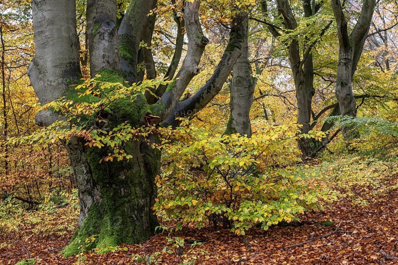 Old copper beeches (Fagus sylvatica) in the Hutewald Halloh, Hesse, Lower Saxony