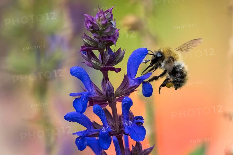 Wild bee (Apoidea) flies to flower of meadow clary (Salvia pratensis), Hesse, Germany, Europe