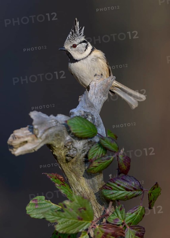 Crested Tit (Lophophanes cristatus), on a branch overgrown with blackberry vines, Biosphere Reserve, Swabian Alb, Baden-Württemberg, Germany, Europe