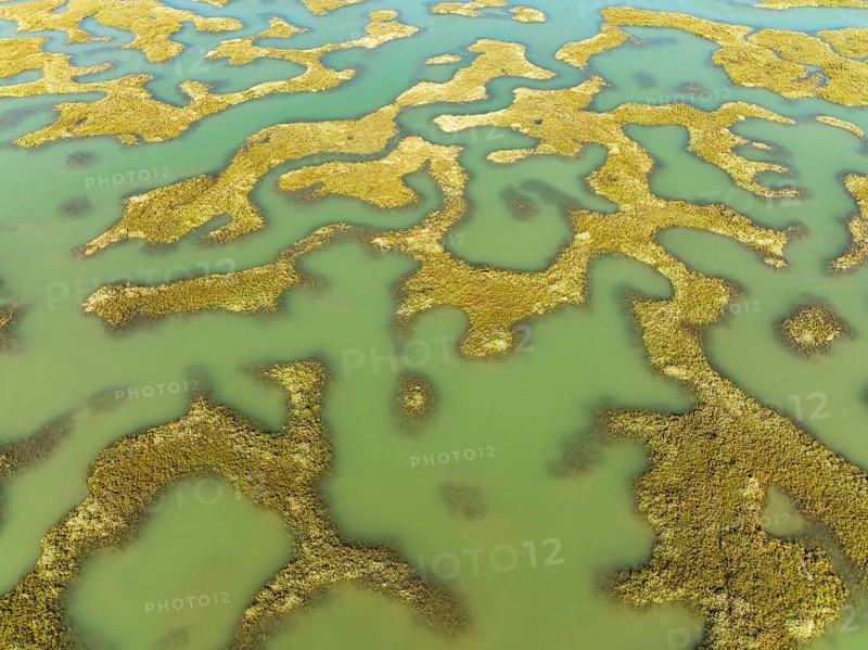 Network of channels and streams at low tide, in the marshland of the Bahía de Cádiz, aerial view, drone shot, Cádiz province, Andalusia, Spain, Europe