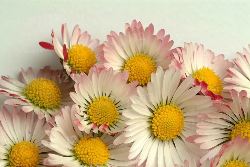 Common daisy (Bellis perennis), medicinal plant, naturopathy classifies the daisy among other things as stimulating the metabolism, expectorant and anti-inflammatory, used e.g. for respiratory and skin diseases as well as injuries. The daisy was named medicinal plant of the year 2017